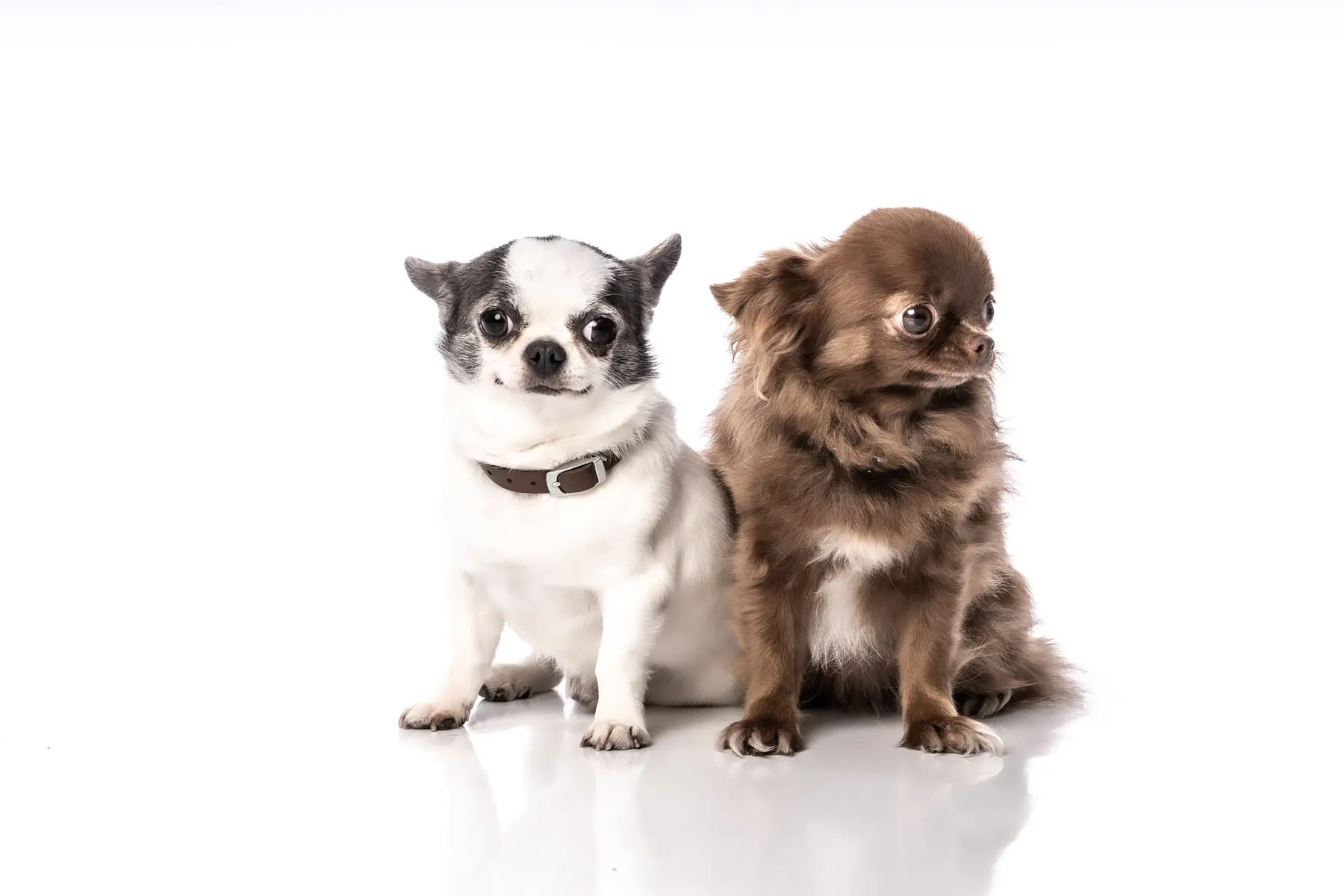 Tier & Mensch im Fotostudio Braunschweig